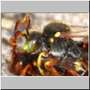 Nomada lathburiana - Wespenbiene 04e 10mm Paarung.jpg